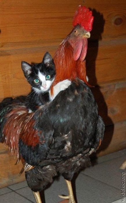 kitten on a rooster