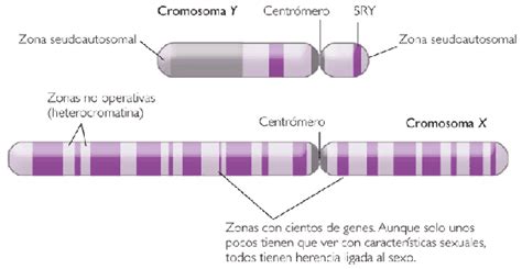 Biologia Herencia De Caracteres Ligados A Cromosomas Sexuales