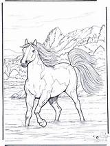 Pferd Cavalos Wasser Pferde Caballos Ensinados Domados Selados Cavalo Paard Ausmalen Zum Cai Colorat Desenho Colorear Nellacqua Cavallo Leau Cheval sketch template