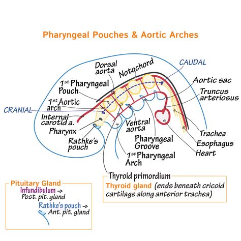 embryology glossary pharyngeal pouches aortic arches draw