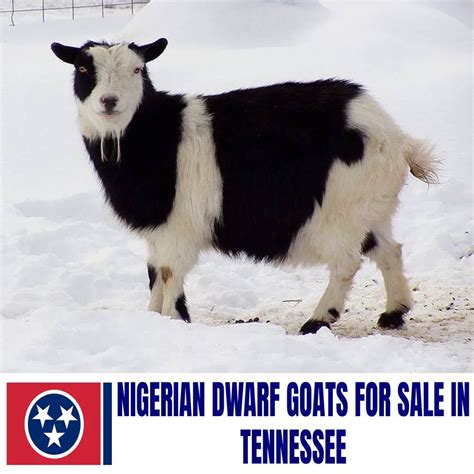 nigerian dwarf goats  sale  tennessee current directory  nigerian dwarf goat breeders