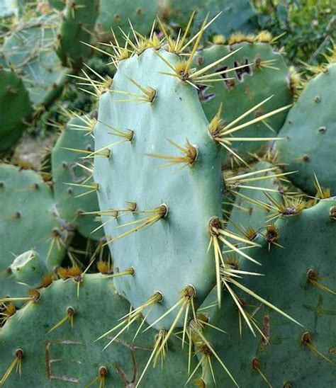 prickly pear encounters removing glochids laidback gardener