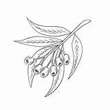 Eucalyptus Gum Globulus Tasmanian Branch sketch template