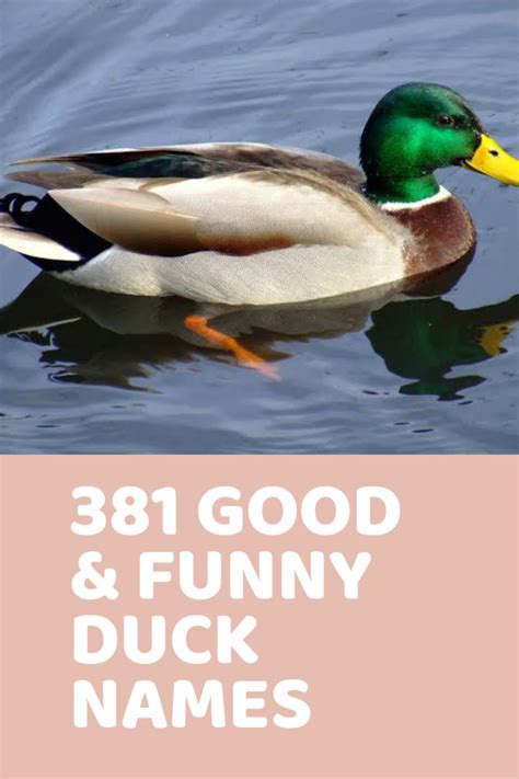 good funny duck names funny duck names funny duck pet ducks