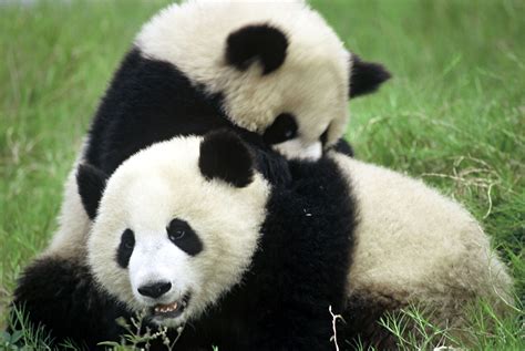 pandas eat   giant panda facts stories wwf