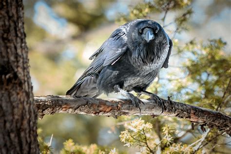 Listen To The Sweet Soft Warble Common Ravens Sing To Their Partners