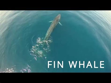 unforgettable fin whale footage  splash drone youtube