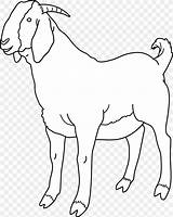 Goat Clip Clipart Coloring Boer Cliparts Sheep Male Bengal Transparent Outline He Clipground Show Line Library Animal Presentations Projects Sweetclipart sketch template