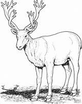 Reindeer Renna Caribou Deers Reno Stampare Ausmalbilder Buck Capriolo Karibu Animale Coloringbay Cervi Ausmalbild Ren Coloringtop Mule Skip sketch template