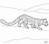 Coloring Leopard Pages Clouded Caracal Line Drawing Library Clipart Color Supercoloring Comments sketch template