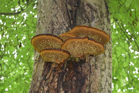 common types  tree fungus affecting ontario p  urban forestry