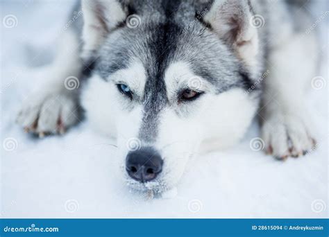 tired siberian husky sled dog closeup stock images image
