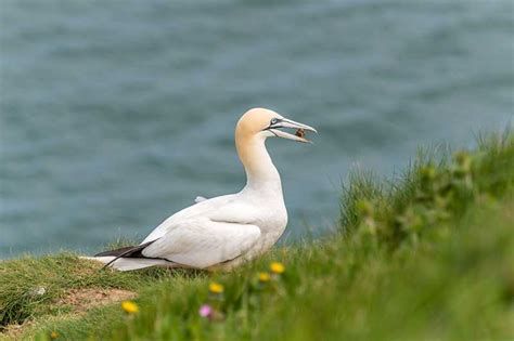 gannet bird identification guide bird spot
