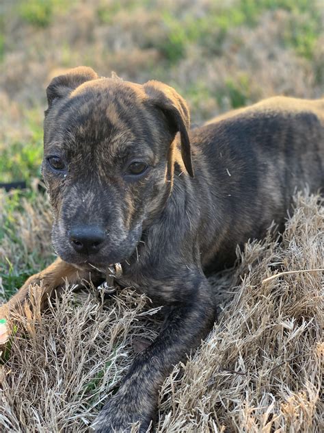 brindle pitbull puppy estrelaspessoais