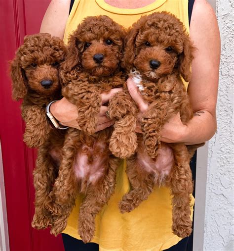westcoastpoodles miniature red poodle puppies poodle puppy red