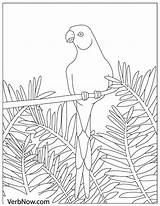 Parrot Parrots Branch sketch template
