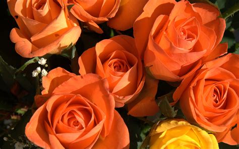 awesome orange roses roses wallpaper  fanpop