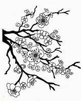 Dogwood Coloring Tree Bloom Sakura Drawing Divyajanani sketch template