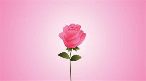 beautifull pink roses flowers garden stock motion graphics sbv