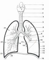 Coloring Respiratory System Lungs Anatomy Lung Getcolorings Getdrawings Printable Pages sketch template