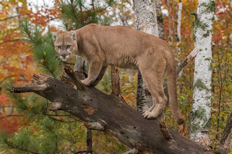 big cats play a bigger role in plant preservation than we knew before
