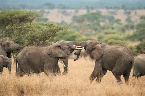 afrikanischer elefant loxodonta africana naturbild galerie