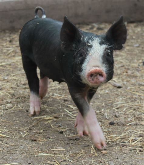 berkshire pigs ideas  pinterest pig breeds pigs  pig