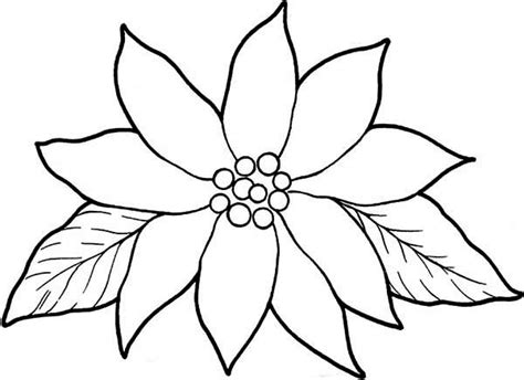 blooming poinsettia coloring page color luna