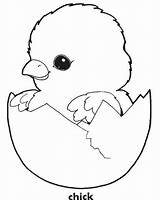 Chick Coloring Baby Chicken Easter Drawing Pages Chicks Egg Chook Template Sheet Sheets Cute Para Bunny Print Templates Printable Colouring sketch template