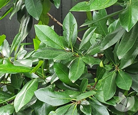 tristaniopsis laurina dow10 luscious® pbr kanooka gum trees
