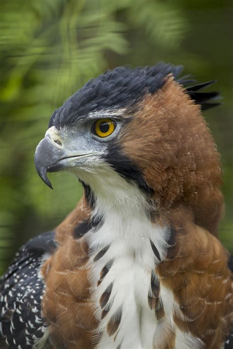 ornate hawk eagle san diego zoo wildlife alliance flickr