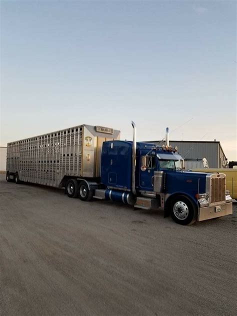 bull hauler semi trucks big trucks cars trucks peterbilt  peterbilt trucks cattle