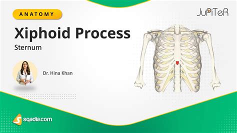 sternum xiphoid process
