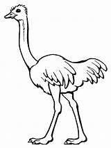 Ostrich Coloring Pages Birds sketch template