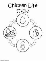 Cycle Chicken Life Craft Sequencing Kids Cycles Coloring Preschool Circle Bird Worksheets Card Printable Activities Pages Animal Cards Saying Others sketch template