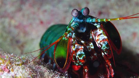 wallpaper mantis shrimp indian pacific ocean africa hawaii shrimp