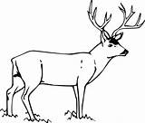 Coloring Mule Deer Pages Geyik Boyama Hayvan Drawing Color Pano Seç Sayfaları 79kb 511px sketch template
