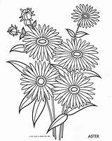 Coloring Aster Flower Pages Flowers Color Drawing Drawings Colouring Choose Board Adult sketch template