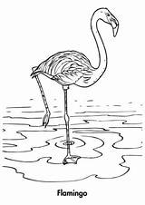 Flamingo Treading sketch template