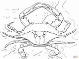 Jaiba Cangrejo Siri Supercoloring Adult Crabs Oceano Claw sketch template
