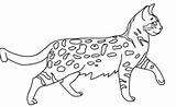Bengal Lineart sketch template