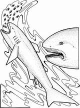Shark Coloring Pages Eating sketch template