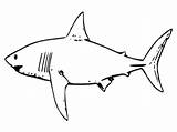 Sharks sketch template