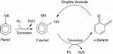 Tyrosinase Phenol Oxidation sketch template