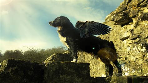 withus flying dog wallpapers hd wallpapers id
