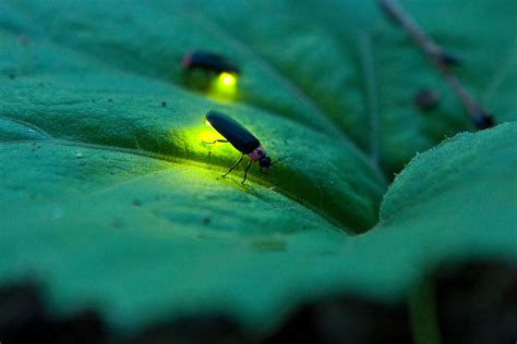 fascinating facts  fireflies  lightning bugs