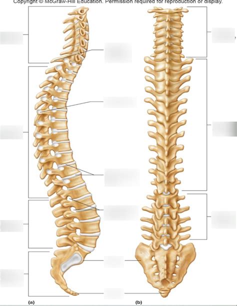 vertebral column diagram quizlet