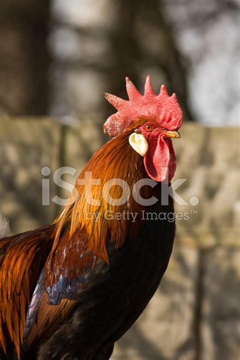 golden rooster stock photo royalty  freeimages