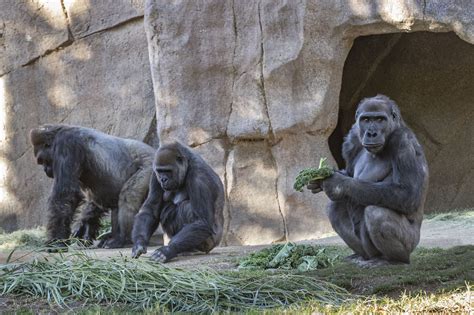 gorillas test positive  coronavirus  san diego zoo long beach post news