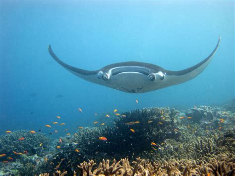 corl manta ray giant manta ocean life